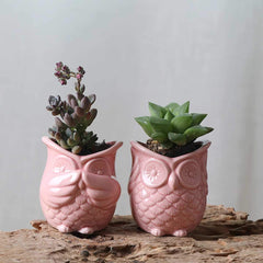 Peek-a-Boo Owl Pots