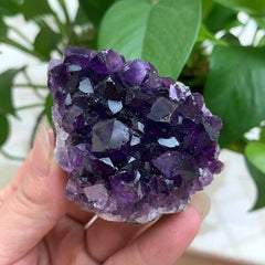 Natural Amethyst Cluster